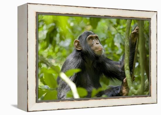 Africa, Uganda, Kibale National Park. An adolescent male chimpanzee.-Kristin Mosher-Framed Premier Image Canvas