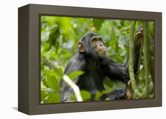 Africa, Uganda, Kibale National Park. An adolescent male chimpanzee.-Kristin Mosher-Framed Premier Image Canvas