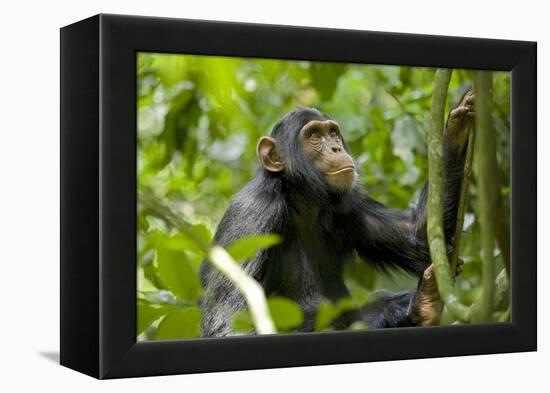 Africa, Uganda, Kibale National Park. An adolescent male chimpanzee.-Kristin Mosher-Framed Premier Image Canvas