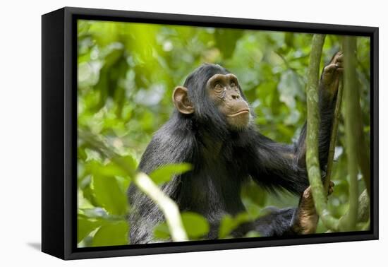 Africa, Uganda, Kibale National Park. An adolescent male chimpanzee.-Kristin Mosher-Framed Premier Image Canvas