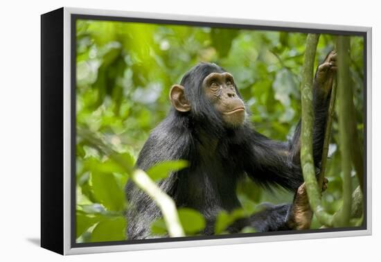 Africa, Uganda, Kibale National Park. An adolescent male chimpanzee.-Kristin Mosher-Framed Premier Image Canvas