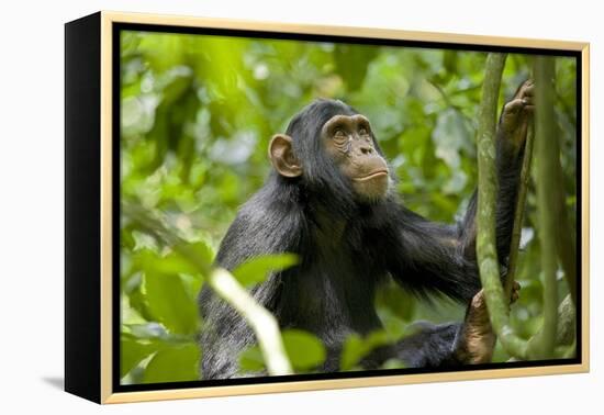 Africa, Uganda, Kibale National Park. An adolescent male chimpanzee.-Kristin Mosher-Framed Premier Image Canvas