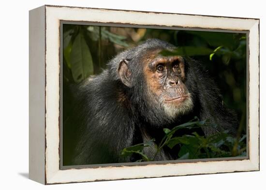 Africa, Uganda, Kibale National Park. An adult male chimpanzee looks upward.-Kristin Mosher-Framed Premier Image Canvas