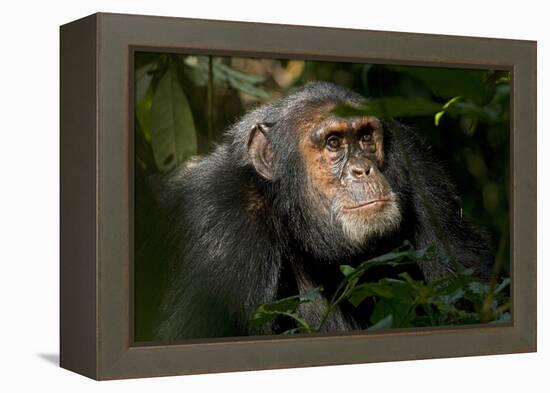 Africa, Uganda, Kibale National Park. An adult male chimpanzee looks upward.-Kristin Mosher-Framed Premier Image Canvas