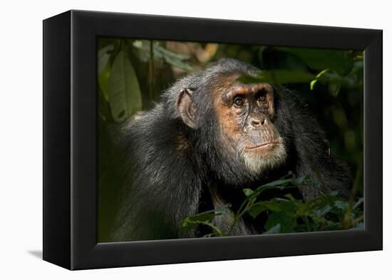 Africa, Uganda, Kibale National Park. An adult male chimpanzee looks upward.-Kristin Mosher-Framed Premier Image Canvas