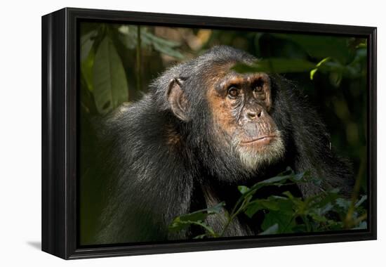 Africa, Uganda, Kibale National Park. An adult male chimpanzee looks upward.-Kristin Mosher-Framed Premier Image Canvas