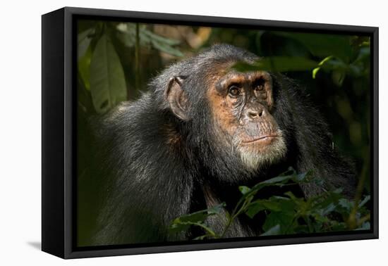 Africa, Uganda, Kibale National Park. An adult male chimpanzee looks upward.-Kristin Mosher-Framed Premier Image Canvas