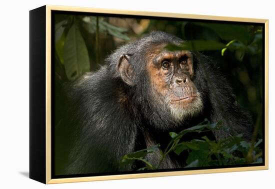 Africa, Uganda, Kibale National Park. An adult male chimpanzee looks upward.-Kristin Mosher-Framed Premier Image Canvas