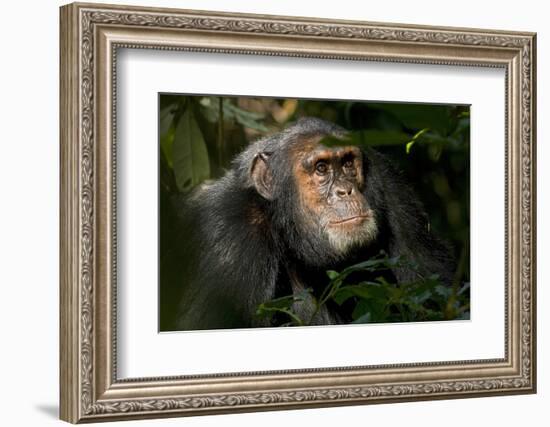 Africa, Uganda, Kibale National Park. An adult male chimpanzee looks upward.-Kristin Mosher-Framed Photographic Print