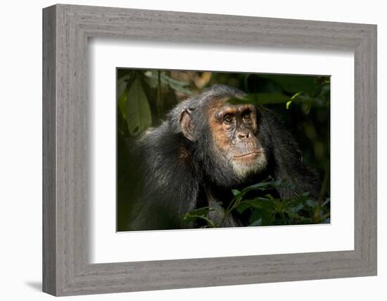 Africa, Uganda, Kibale National Park. An adult male chimpanzee looks upward.-Kristin Mosher-Framed Photographic Print