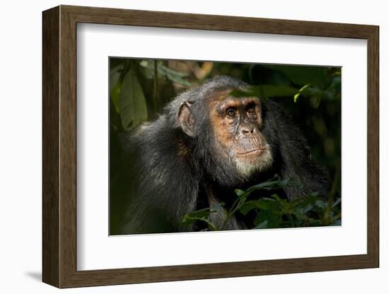 Africa, Uganda, Kibale National Park. An adult male chimpanzee looks upward.-Kristin Mosher-Framed Photographic Print