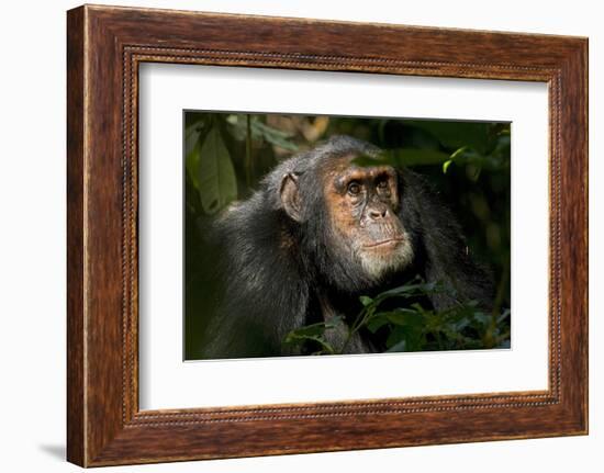 Africa, Uganda, Kibale National Park. An adult male chimpanzee looks upward.-Kristin Mosher-Framed Photographic Print