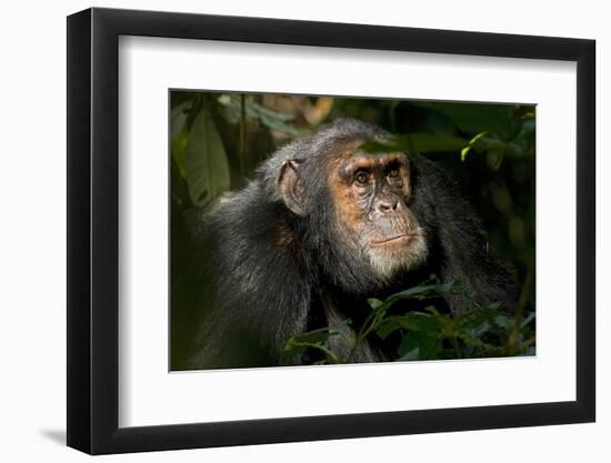 Africa, Uganda, Kibale National Park. An adult male chimpanzee looks upward.-Kristin Mosher-Framed Photographic Print