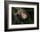 Africa, Uganda, Kibale National Park. An adult male chimpanzee looks upward.-Kristin Mosher-Framed Photographic Print