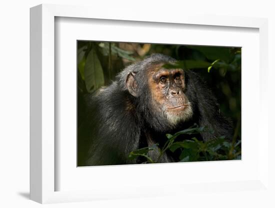 Africa, Uganda, Kibale National Park. An adult male chimpanzee looks upward.-Kristin Mosher-Framed Photographic Print