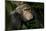 Africa, Uganda, Kibale National Park. An adult male chimpanzee looks upward.-Kristin Mosher-Mounted Photographic Print
