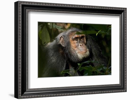 Africa, Uganda, Kibale National Park. An adult male chimpanzee looks upward.-Kristin Mosher-Framed Photographic Print