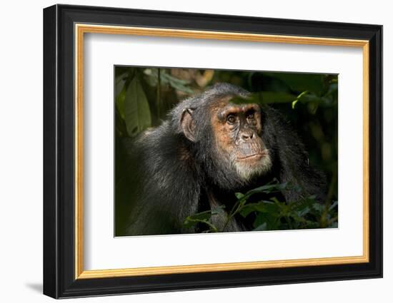 Africa, Uganda, Kibale National Park. An adult male chimpanzee looks upward.-Kristin Mosher-Framed Photographic Print