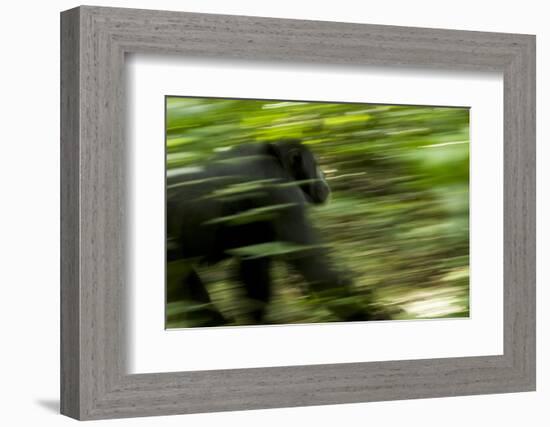 Africa, Uganda, Kibale National Park. An adult male chimpanzee traveling.-Kristin Mosher-Framed Photographic Print