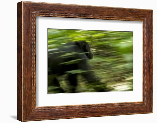 Africa, Uganda, Kibale National Park. An adult male chimpanzee traveling.-Kristin Mosher-Framed Photographic Print