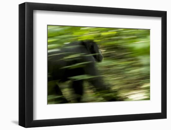 Africa, Uganda, Kibale National Park. An adult male chimpanzee traveling.-Kristin Mosher-Framed Photographic Print