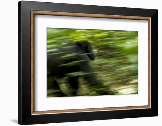 Africa, Uganda, Kibale National Park. An adult male chimpanzee traveling.-Kristin Mosher-Framed Photographic Print