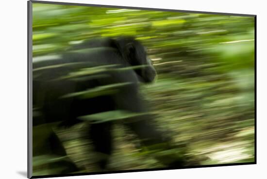 Africa, Uganda, Kibale National Park. An adult male chimpanzee traveling.-Kristin Mosher-Mounted Photographic Print