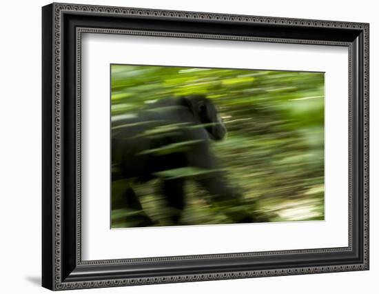 Africa, Uganda, Kibale National Park. An adult male chimpanzee traveling.-Kristin Mosher-Framed Photographic Print