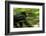 Africa, Uganda, Kibale National Park. An adult male chimpanzee traveling.-Kristin Mosher-Framed Photographic Print