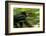 Africa, Uganda, Kibale National Park. An adult male chimpanzee traveling.-Kristin Mosher-Framed Photographic Print