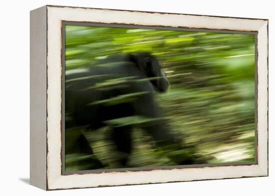 Africa, Uganda, Kibale National Park. An adult male chimpanzee traveling.-Kristin Mosher-Framed Premier Image Canvas