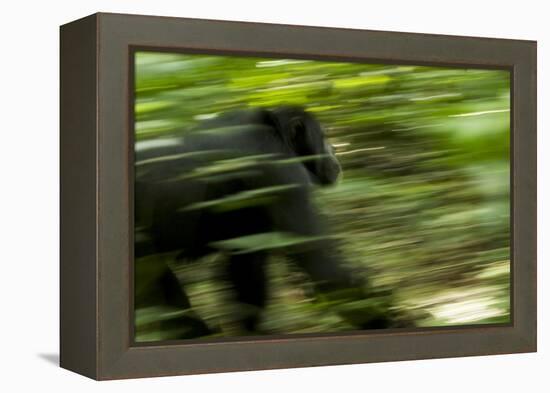 Africa, Uganda, Kibale National Park. An adult male chimpanzee traveling.-Kristin Mosher-Framed Premier Image Canvas