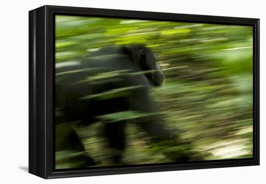 Africa, Uganda, Kibale National Park. An adult male chimpanzee traveling.-Kristin Mosher-Framed Premier Image Canvas