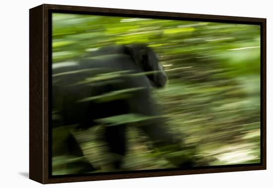 Africa, Uganda, Kibale National Park. An adult male chimpanzee traveling.-Kristin Mosher-Framed Premier Image Canvas