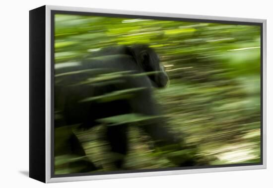 Africa, Uganda, Kibale National Park. An adult male chimpanzee traveling.-Kristin Mosher-Framed Premier Image Canvas
