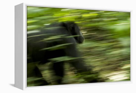 Africa, Uganda, Kibale National Park. An adult male chimpanzee traveling.-Kristin Mosher-Framed Premier Image Canvas