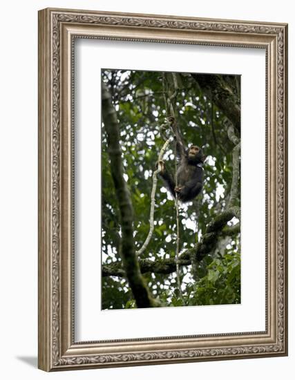 Africa, Uganda, Kibale National Park. An infant chimpanzee climbs a vine.-Kristin Mosher-Framed Photographic Print