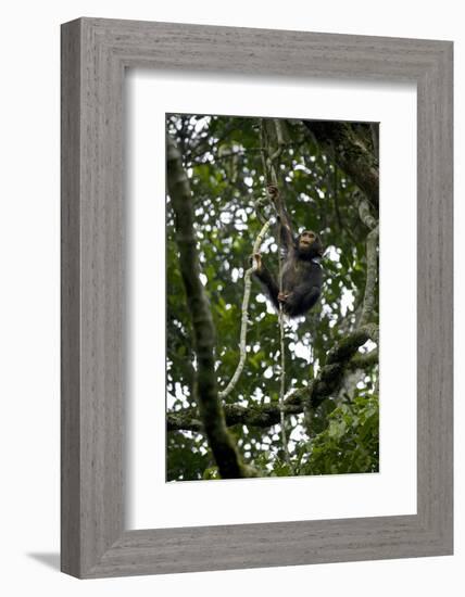 Africa, Uganda, Kibale National Park. An infant chimpanzee climbs a vine.-Kristin Mosher-Framed Photographic Print