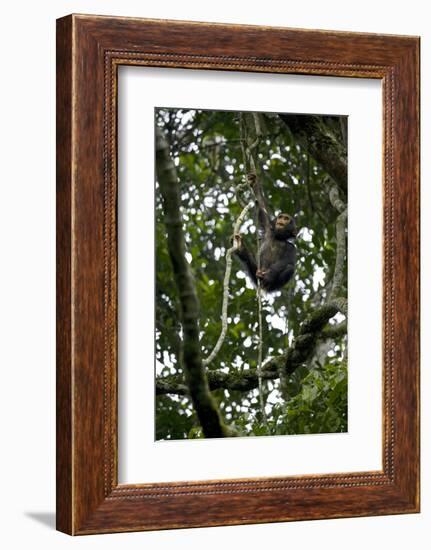 Africa, Uganda, Kibale National Park. An infant chimpanzee climbs a vine.-Kristin Mosher-Framed Photographic Print