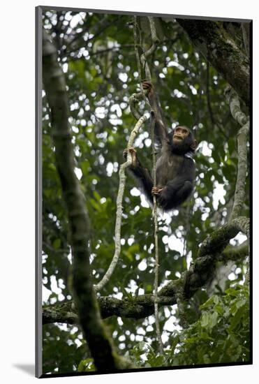 Africa, Uganda, Kibale National Park. An infant chimpanzee climbs a vine.-Kristin Mosher-Mounted Photographic Print