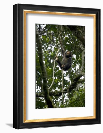 Africa, Uganda, Kibale National Park. An infant chimpanzee climbs a vine.-Kristin Mosher-Framed Photographic Print