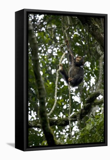 Africa, Uganda, Kibale National Park. An infant chimpanzee climbs a vine.-Kristin Mosher-Framed Premier Image Canvas