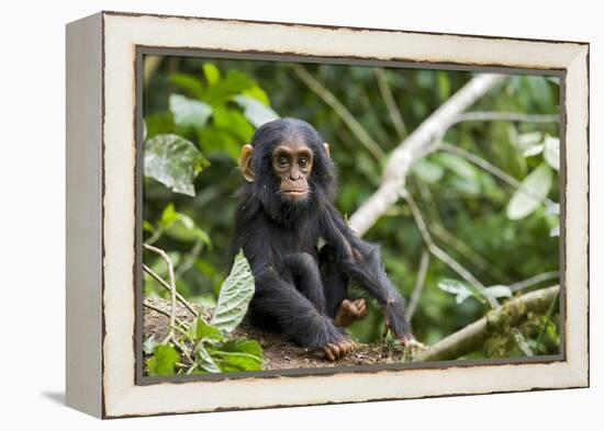 Africa, Uganda, Kibale National Park. An infant chimpanzee pauses briefly during play.-Kristin Mosher-Framed Premier Image Canvas