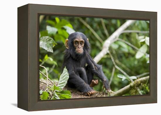 Africa, Uganda, Kibale National Park. An infant chimpanzee pauses briefly during play.-Kristin Mosher-Framed Premier Image Canvas