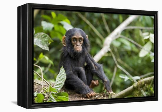 Africa, Uganda, Kibale National Park. An infant chimpanzee pauses briefly during play.-Kristin Mosher-Framed Premier Image Canvas