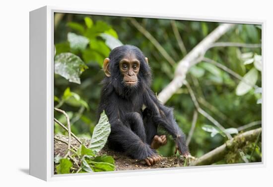 Africa, Uganda, Kibale National Park. An infant chimpanzee pauses briefly during play.-Kristin Mosher-Framed Premier Image Canvas