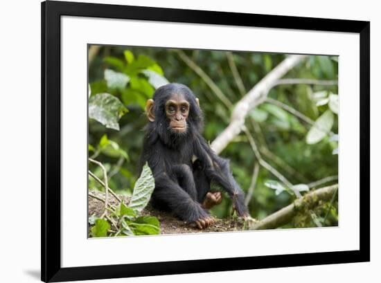 Africa, Uganda, Kibale National Park. An infant chimpanzee pauses briefly during play.-Kristin Mosher-Framed Premium Photographic Print