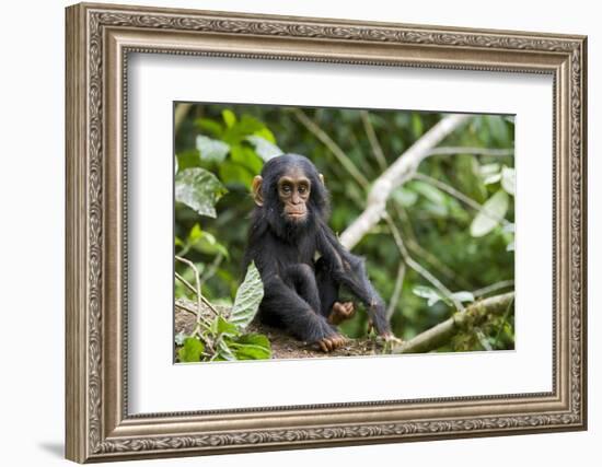 Africa, Uganda, Kibale National Park. An infant chimpanzee pauses briefly during play.-Kristin Mosher-Framed Photographic Print