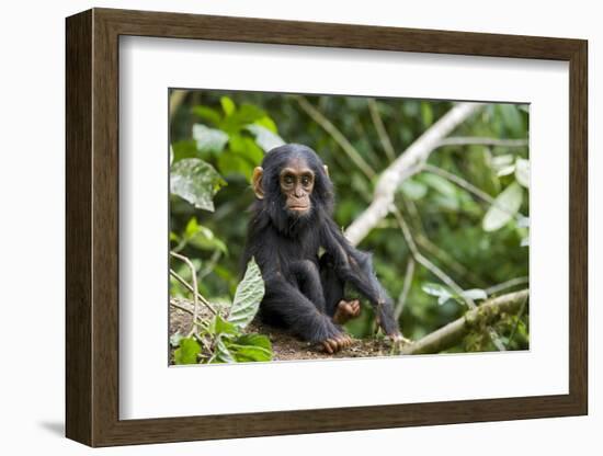 Africa, Uganda, Kibale National Park. An infant chimpanzee pauses briefly during play.-Kristin Mosher-Framed Photographic Print