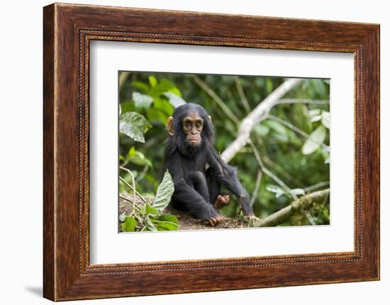 Africa, Uganda, Kibale National Park. An infant chimpanzee pauses briefly during play.-Kristin Mosher-Framed Photographic Print